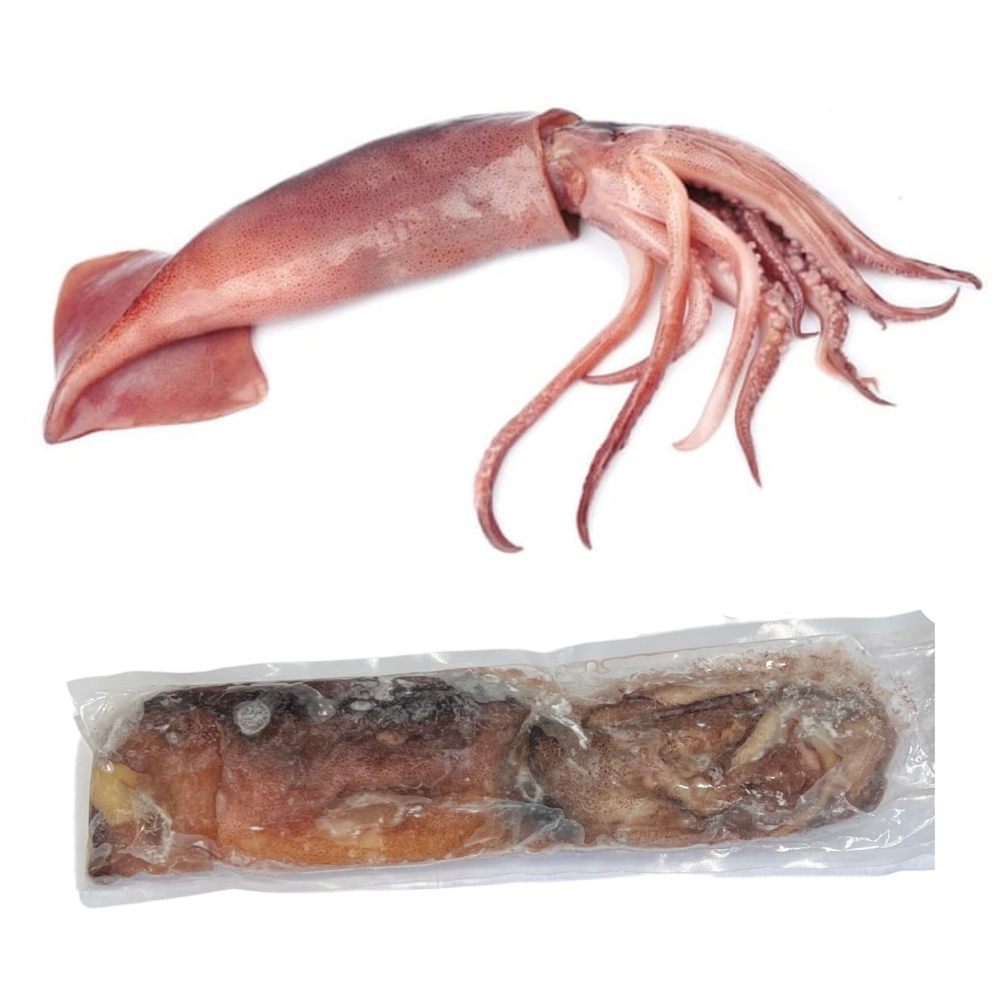 Large Single Squid (Swordfish & Jewfish Bait) - The Bait Shop Gold